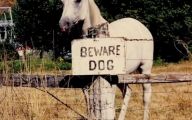 Funny Dogs With Signs 19 Cool Hd Wallpaper