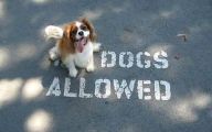 Funny Dogs With Signs 2 Wide Wallpaper