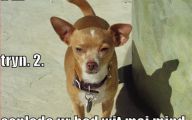 Funny Dogs With Signs 22 Wide Wallpaper