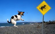 Funny Dogs With Signs 23 Cool Wallpaper