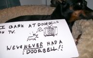 Funny Dogs With Signs 24 Cool Hd Wallpaper