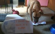Funny Dogs With Signs 5 Cool Hd Wallpaper