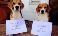 Funny Dogs With Signs 8 Wide Wallpaper