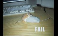 Funny Fails Animals 1 Widescreen Wallpaper