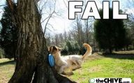 Funny Fails Animals 25 Wide Wallpaper