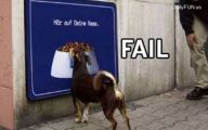 Funny Fails Animals 4 Free Hd Wallpaper