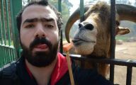 Funny Selfies With Animals 21 Free Hd Wallpaper
