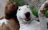 Funny Selfies With Animals 22 Cool Hd Wallpaper