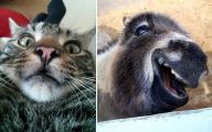 Funny Selfies With Animals 37 High Resolution Wallpaper