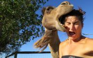 Funny Selfies With Animals 41 Free Hd Wallpaper