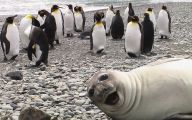 Funny Selfies With Animals 7 Background