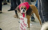 Funny Signs Around Dog's Neck 24 Background Wallpaper