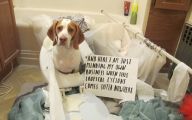 Funny Signs Around Dog's Neck 29 Free Wallpaper
