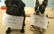 Funny Signs Around Dog's Neck 6 Wide Wallpaper