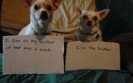Funny Signs Around Dog's Neck 7 Hd Wallpaper
