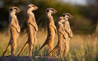 Funny African Animals 46 Hd Wallpaper