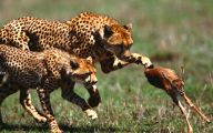 Funny African Animals 49 Background
