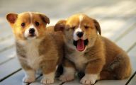 Funny And Cute Dog Pictures 51 Wide Wallpaper