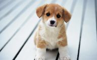 Funny And Cute Dog Pictures 55 Background Wallpaper