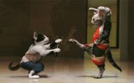 Funny Animals Cats 30 Cool Hd Wallpaper
