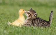 Funny Animals Cats 4 Background