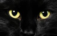 Funny Black Cat Pictures 1 Hd Wallpaper