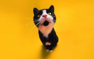 Funny Black Cat Pictures 22 Desktop Wallpaper