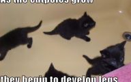 Funny Black Cat Pictures 33 Widescreen Wallpaper