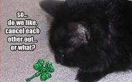 Funny Black Cat Pictures 37 Free Hd Wallpaper