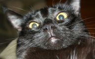 Funny Black Cat Pictures 4 Wide Wallpaper