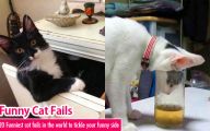 Funny Cat Fail Pics 19 Free Hd Wallpaper