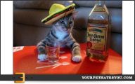 Funny Cat Fail Pics 5 High Resolution Wallpaper