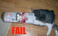 Funny Cat Fails  16 Wide Wallpaper