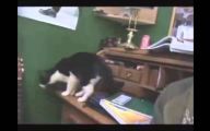 Funny Cat Jump Fails 22 Background