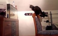 Funny Cat Jump Fails 27 Background Wallpaper