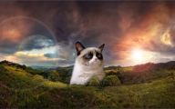 Really Funny Cats 1 Cool Wallpaper