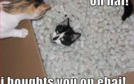 Very Funny Cat Photos 10 Widescreen Wallpaper