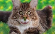 Very Funny Cat Photos 15 Cool Hd Wallpaper