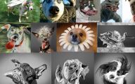 Weird And Crazy Dogs 13 Cool Wallpaper