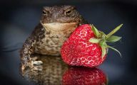 Funny Animals Eating 13 Cool Wallpaper