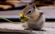 Funny Animals Eating 14 Background Wallpaper