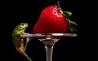 Funny Animals Eating 17 Widescreen Wallpaper