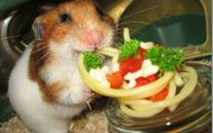 Funny Animals Eating 21 Background