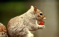 Funny Animals Eating 28 Widescreen Wallpaper