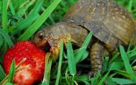 Funny Animals Eating 30 Cool Wallpaper