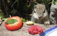 Funny Animals Eating 4 Cool Hd Wallpaper