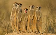 Funny Animals In Africa 1 Free Wallpaper