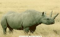 Funny Animals In Africa 12 Desktop Wallpaper