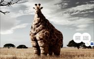 Funny Animals In Africa 27 Widescreen Wallpaper