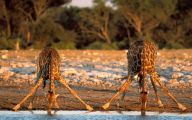 Funny Animals In Africa 28 Cool Wallpaper